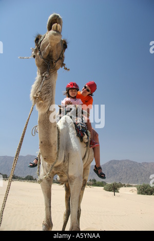 hippo therapy with camel / camel riding Stock Photo