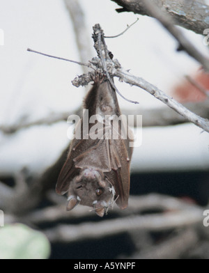 Close-up of Straw Colored Fruit Bat (Eidolon hevlum) hanging in tree, Kenya Stock Photo