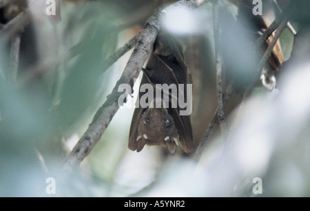 Close-up of Straw Colored Fruit Bat (Eidolon hevlum) hanging in tree, Kenya Stock Photo