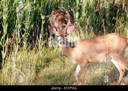 Male Black Tailed Deer with Antlers in Velvet Stock Photo