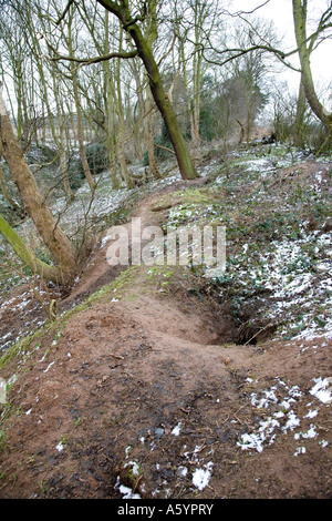 Badger sett in wooded valley with a light dusting of snow Stock Photo