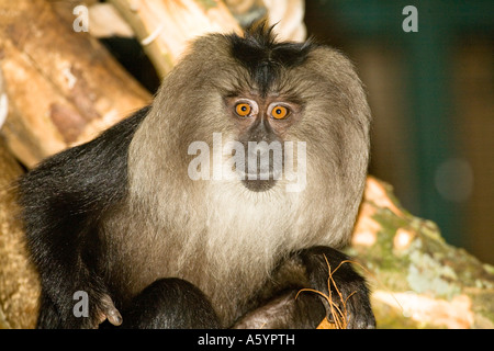 Lion tailed Macaque at Chester Zoo Stock Photo