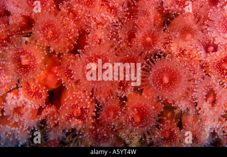 Strawberry Anemones Corynactis californica Channel Islands California USA Stock Photo
