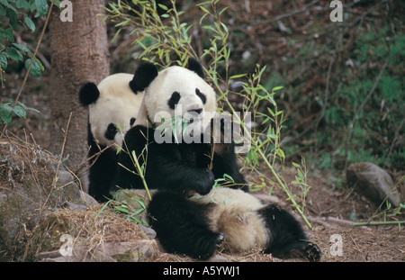 Two Giant Panda (Ailuropoda melanoleuca) resting in forest, Wolong National Nature Reserve, Sichuan Province, China Stock Photo