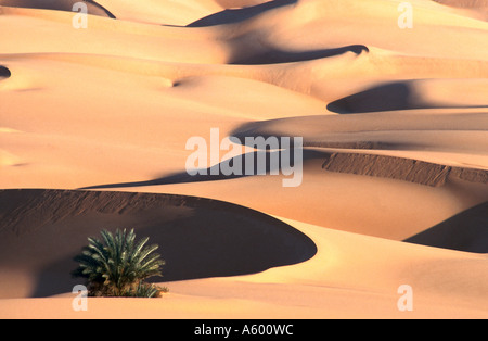 Palm tree and sand dunes in desert, Sahara Desert, Libya Stock Photo
