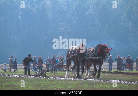 HEAVY HORSE PLOUGHING COMPETITION ON FIELD AT SALLE   NORFOLK EAST ANGLIA ENGLAND UK Stock Photo