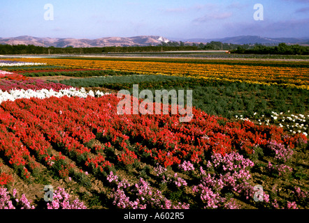 California Santa Barbara Flower fields at Lompoc Stock Photo