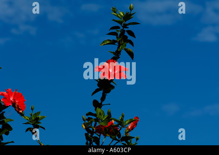 Red Hibiscus in bloom in Florida USA Stock Photo