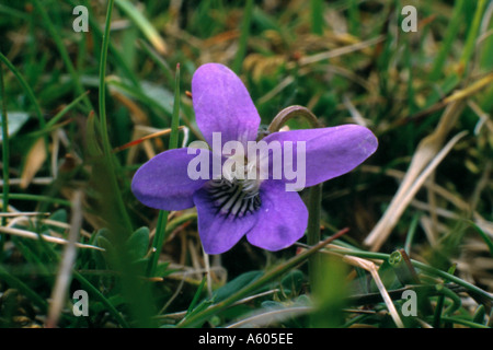 Teesdale Violet (Viola rupestris), Upper Teesdale, County Durham, England, UK. Stock Photo