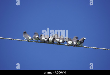 White breasted Woodswallow Artamus leucorhynchus clumping Stock Photo