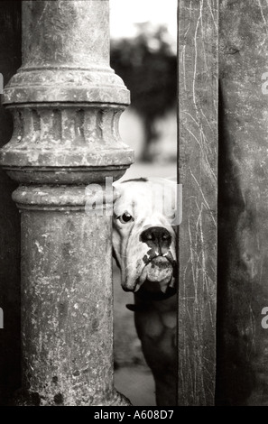 white dog standing behind a gate looking outside Stock Photo