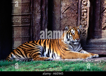 Bengal Tiger in palace ruins Stock Photo