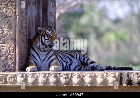 Bengal Tiger in palace ruins Stock Photo