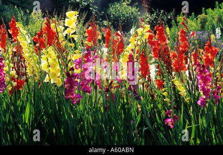 Gladiolus in garden border gladioli Holkham Gardens Norfolk Stock Photo