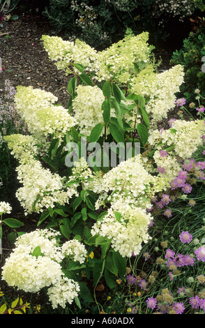 Hydrangea paniculata 'Grandiflora' Stock Photo - Alamy