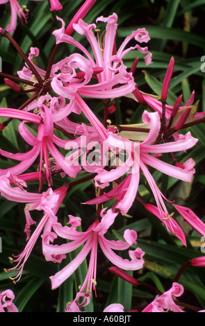 Nerine bowdenii, pink flowers, Autumn, fall, bulb, garden plant, nerines Stock Photo