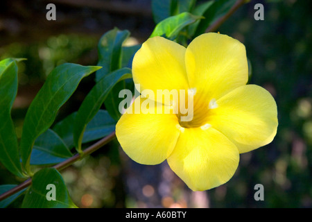 The yellow flower of an allamanda plant on the island of Tahiti Stock Photo