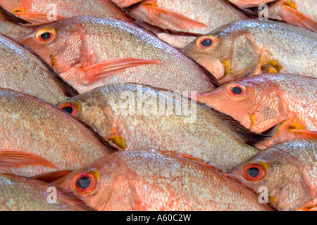 Display of fish at a market in Papeete on the island of Tahiti Stock Photo