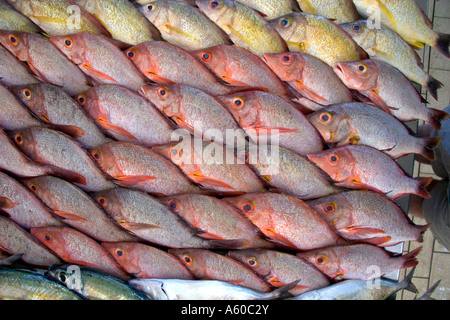 Display of fish at a market in Papeete on the island of Tahiti Stock Photo