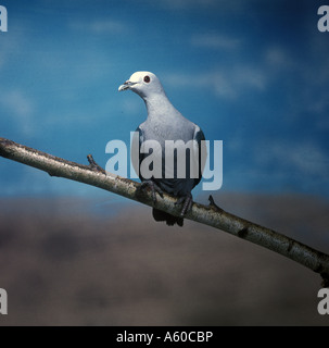 Green Imperial Pigeon Ducula aenea close up perched on branch Stock Photo