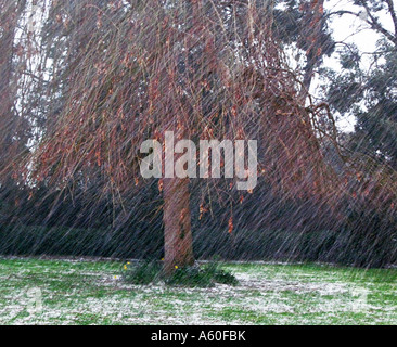 weeping Ash.  Fraxinus excelsior 'Pendula' Stock Photo