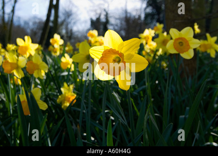 Horizontal close up of wild daffodil flowers in full bloom in the spring sunshine. Stock Photo