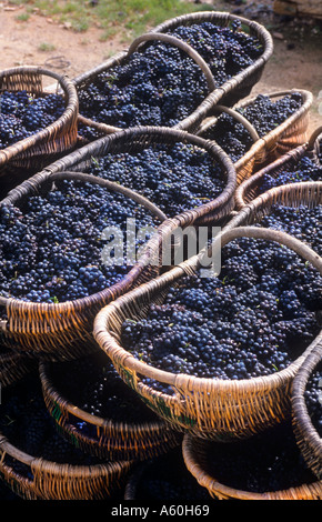 Pinot Noir grapes Grand Cru Corton freshly harvested in traditional wicker baskets Burgundy France Stock Photo