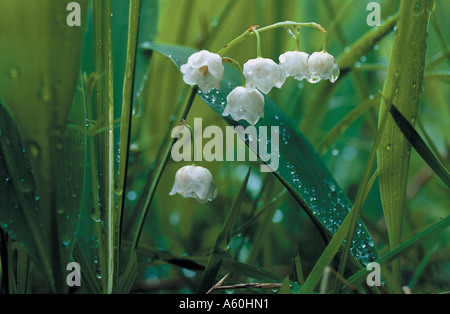 Dewdrops on Lily of the Valley (Convallaria majalis) flowers blooming in field, Bavaria, Germany Stock Photo