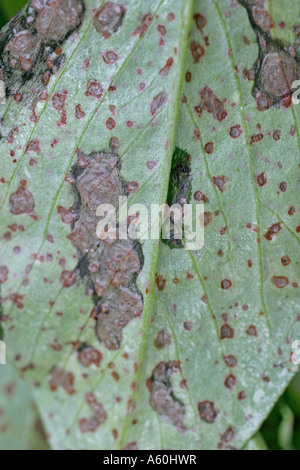 Bean chocolate spot Botrytis fabae the beans are not affected ...