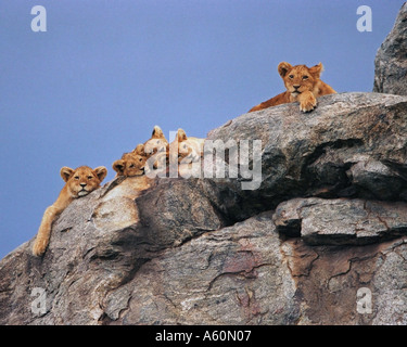 Lion Cubs on Kopje Serengeti Tanzania Panthera leo Stock Photo
