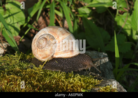 Turskish snail (Helix lucorum taurica), creeping over a mossy stone, Turkey, Schwarzmeerkueste, Trabzon Stock Photo