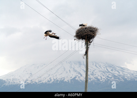 white stork (Ciconia ciconia), at nest in front of snow covered Ararat, Turkey, East Anatolia, Dogubayazid Stock Photo