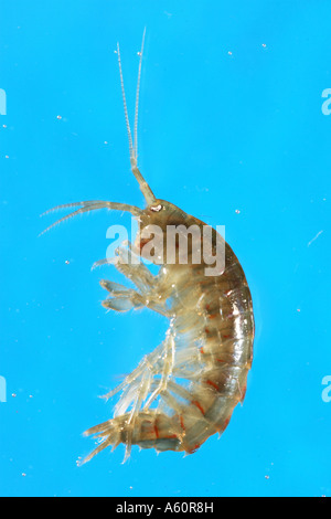 lacustrine amphipod, lacustrine shrimp (Gammarus roeseli), cut out, in front of blue background, Germany, Bavaria, Inn Stock Photo