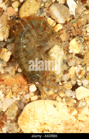 lacustrine amphipod, lacustrine shrimp (Gammarus roeseli), on shingle, Germany, Bavaria, Inn Stock Photo