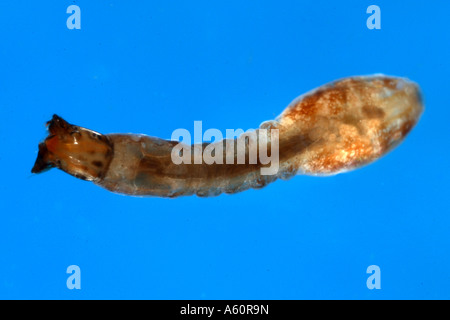 black flies, blackflies (Simulium spec.), larva on leaf, Germany ...