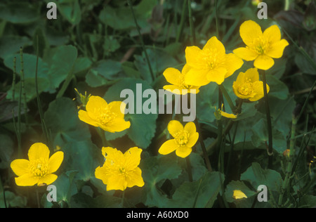 Patch of Marsh Marigolds Stock Photo
