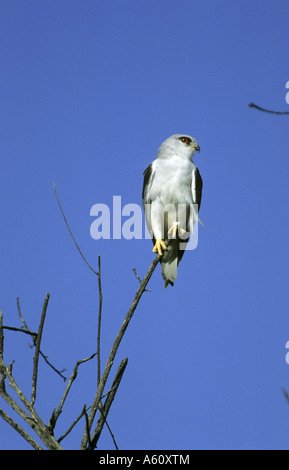 black-shouldered kite (Elanus caeruleus), single animal sitting on a branch Stock Photo