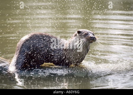 European river otter, European Otter, Eurasian Otter (Lutra lutra), bathing Stock Photo