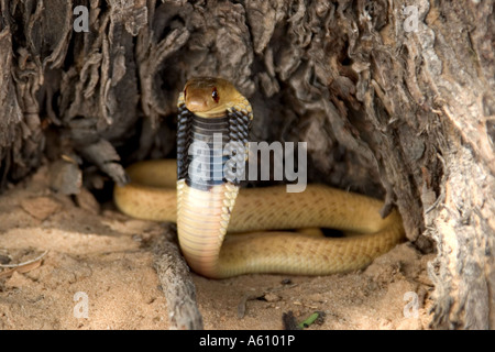 Cape cobra, yellow cobra (Naja nivea), threatening, South Africa Stock Photo