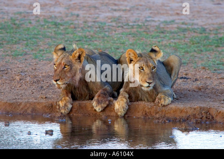 lion (Panthera leo), two individuals at waterhole, South Africa Stock Photo