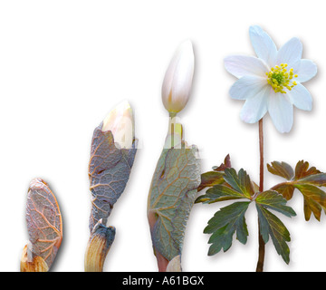 Development stages, Bloodroot, Sanguinaria canadensis Stock Photo