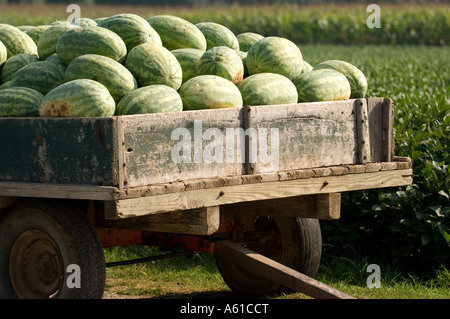 Wagon Loaded with watermelon in Indiana Stock Photo