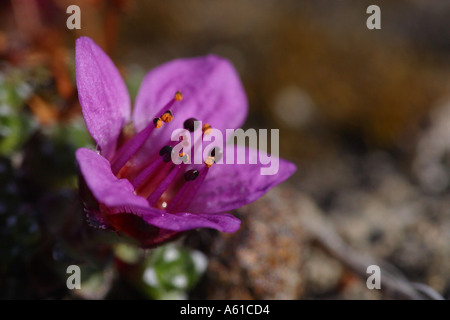 Purple saxifrage Thule Greenland Stock Photo