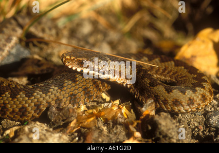 Young Adder Stock Photo