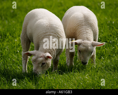 Two cute little lamb twins grazing side by side spring in the Netherlands Stock Photo