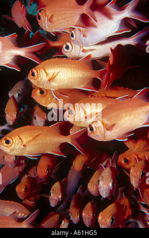 School of Whitetip Soldierfish (Myripristis vittata) underwater, Maldives Stock Photo