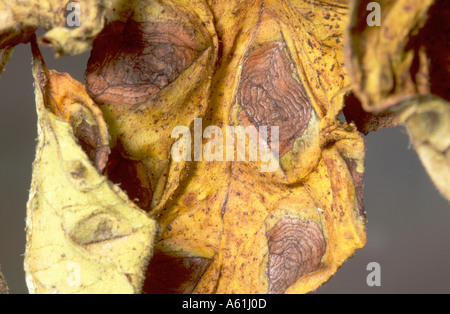 Target spot disease a.k.a. early Blight symptoms on potato leaves Stock Photo