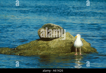 Harbour Seal share rock with a gull Stock Photo