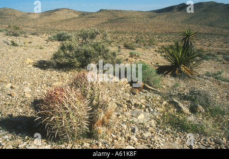 Mojave Desert Nevada Stock Photo