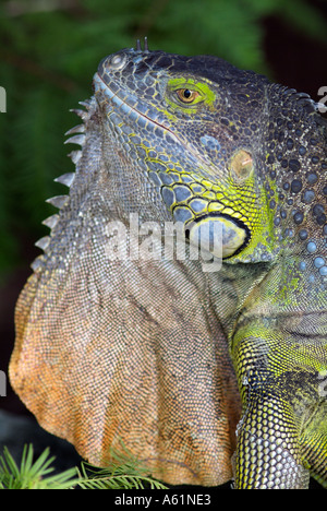 iguana lizards iguanas dewlap subtympanic shield tuberculate scales cold blooded iguanas Stock Photo